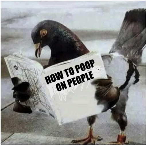 Pigeon reading a book entitled "how to poop on people."