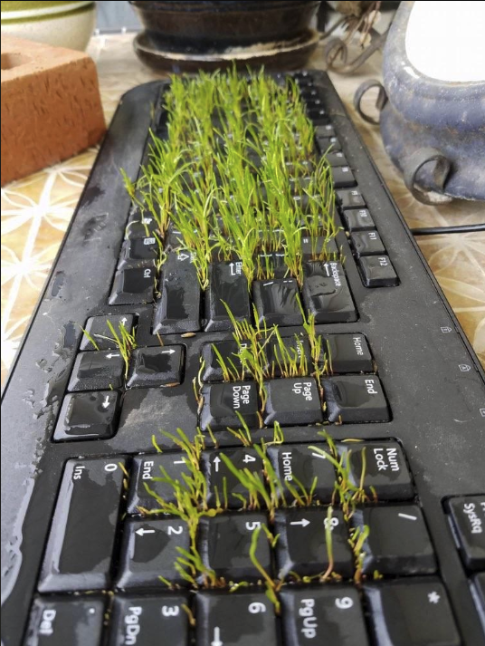 a keyboard with grass growing out of the keys