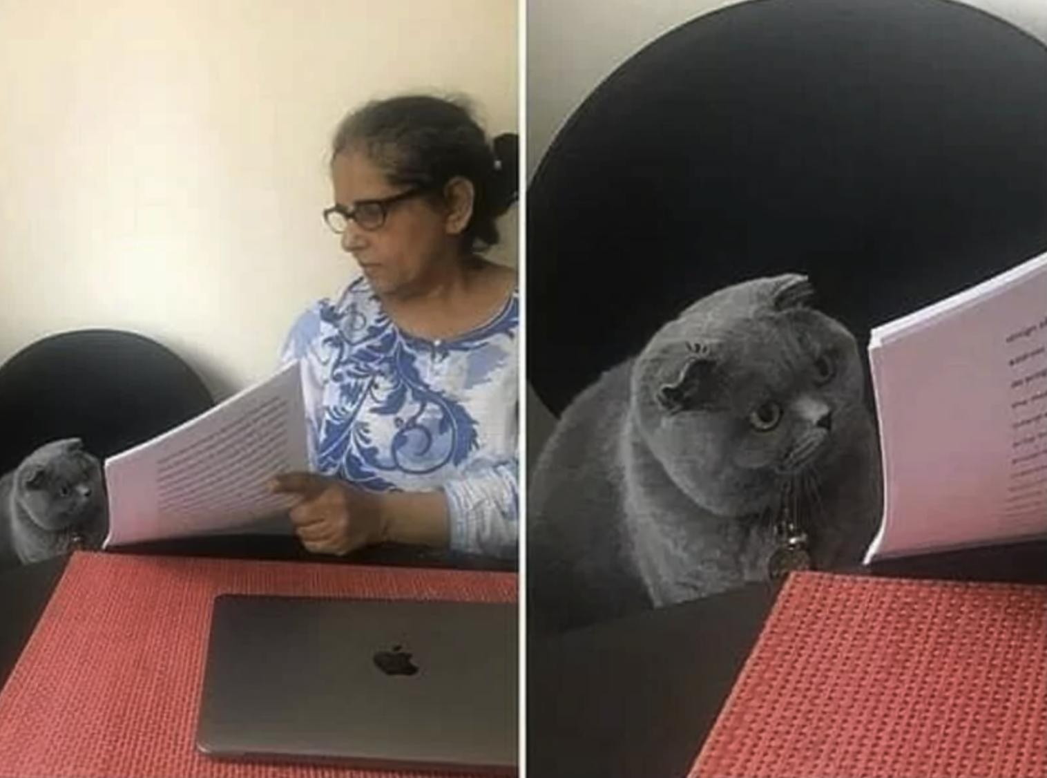 Left Pane: Woman showing a cat something on a piece of paper.

Right Panel: Closeup of cat unemotionally staring at it.