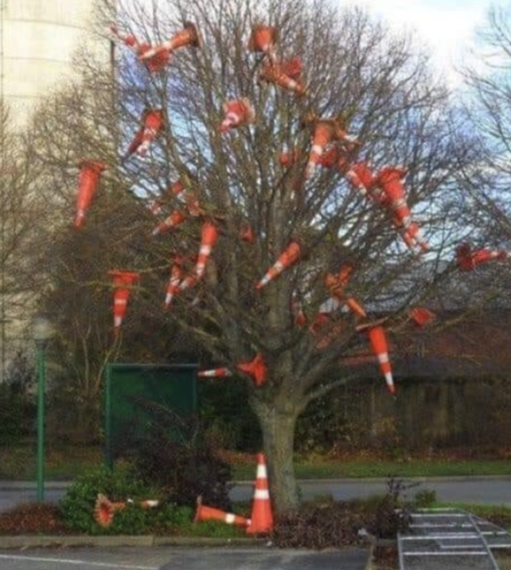 A tree with orange warning cones in it's branches.