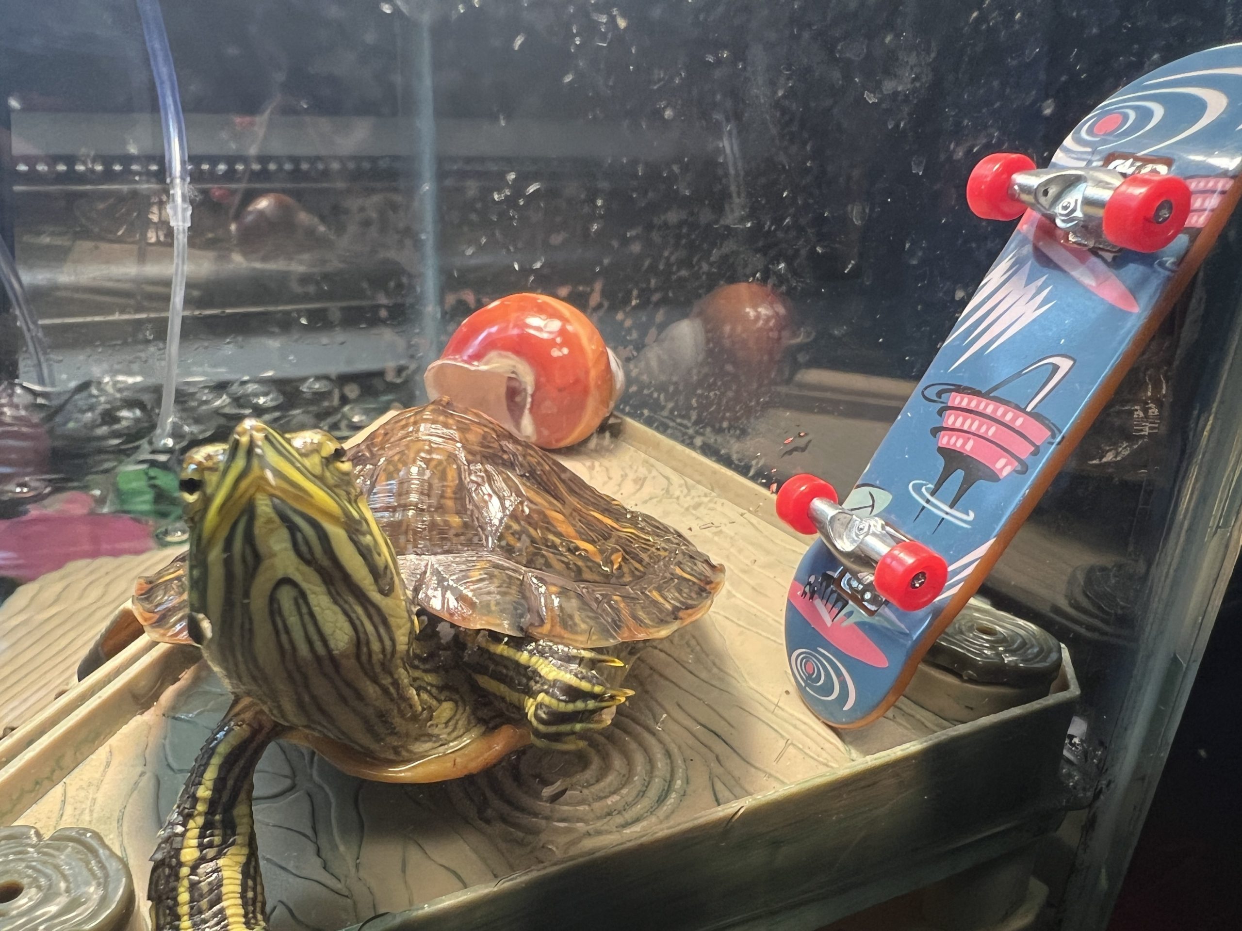 Small turtle looking out from a platform inside an aquarium with a miniature skateboard next to… him? Her? It?